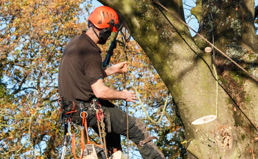 Tree Service