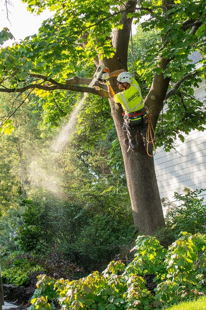 Tree services