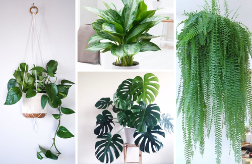 indoor plants