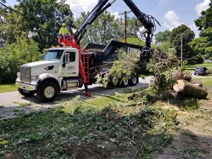 Tree care services