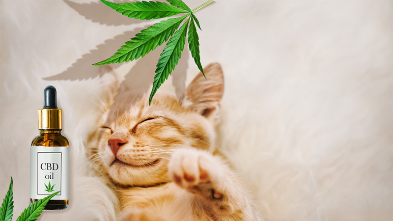 CBD Oil For Cats