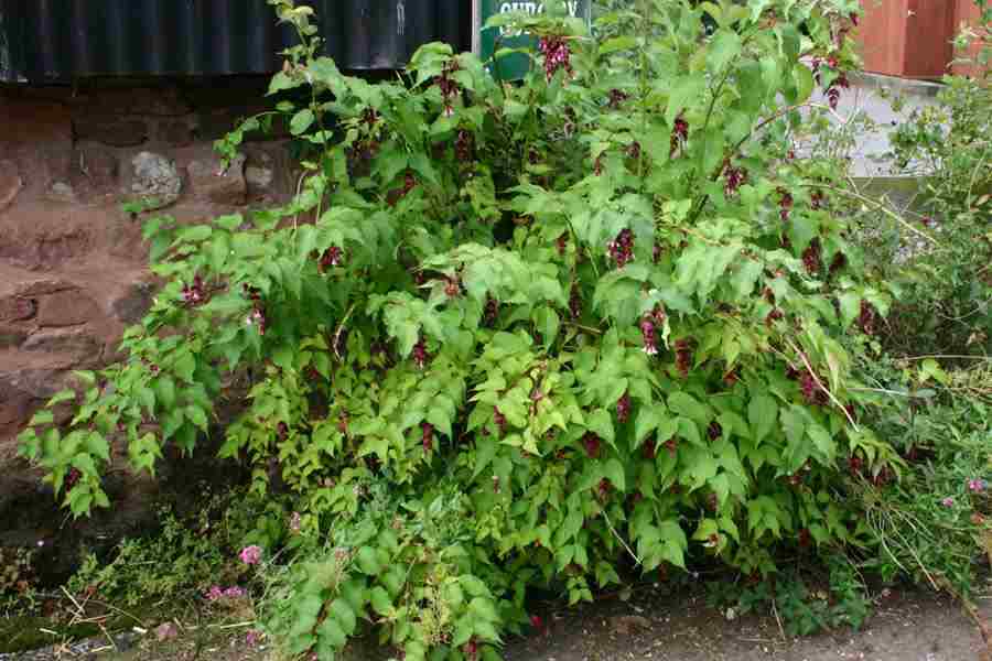 leycesteria formosa