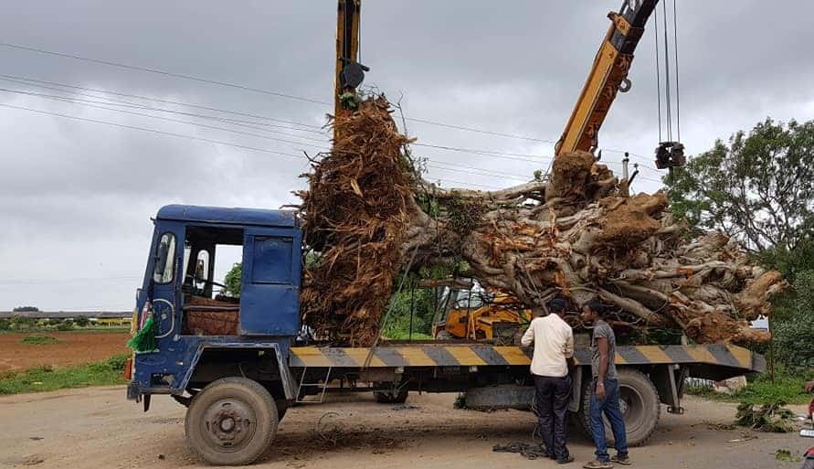 Large Tree Transplanting
