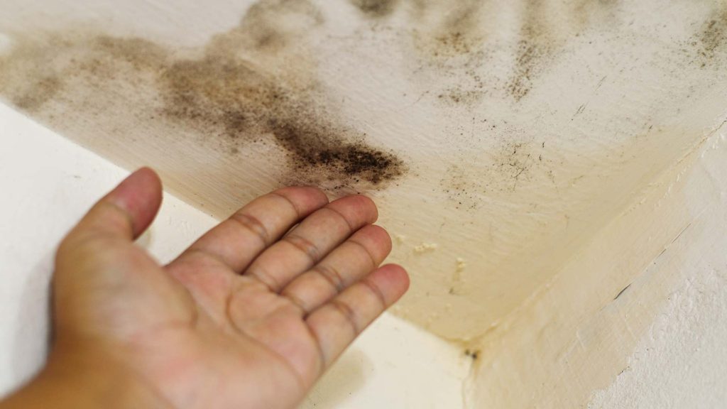 Mold Remediation Service